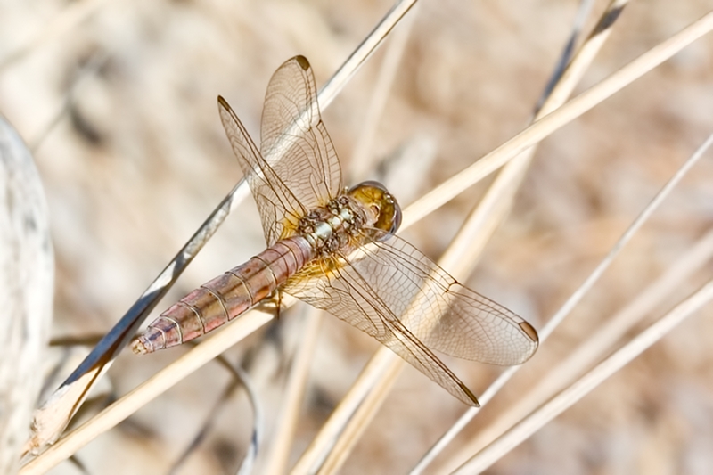 Crocothemis erythraea femmina (no. 2) ??